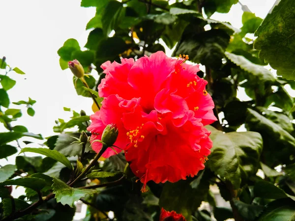 Ein Bild Der Blume — Stockfoto