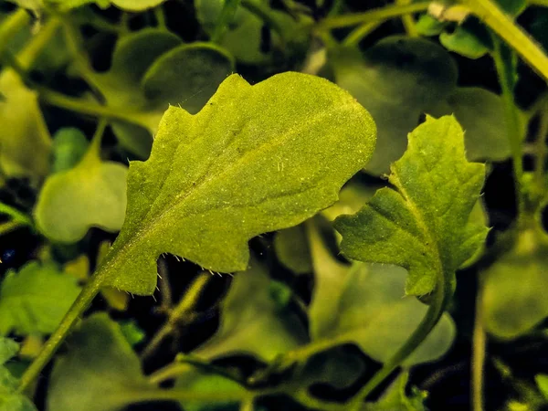 Picture Leafs — Stock Photo, Image