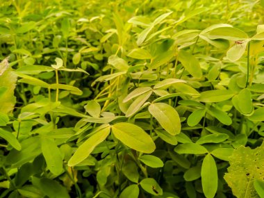 Bulanık arkaplanı olan yaprakların resmi