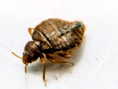 Bulanık arkaplanlı tahtakurusu resmi