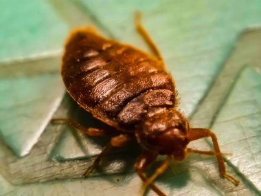 A picture of bedbug with blur background clipart