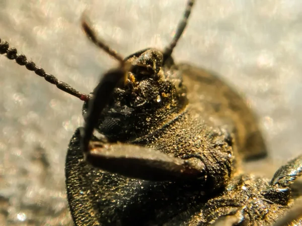 Ein Bild Von Käfer Mit Unscharfem Hintergrund — Stockfoto