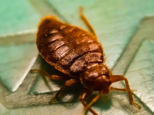 Picture Bedbug Blur Background — ストック写真