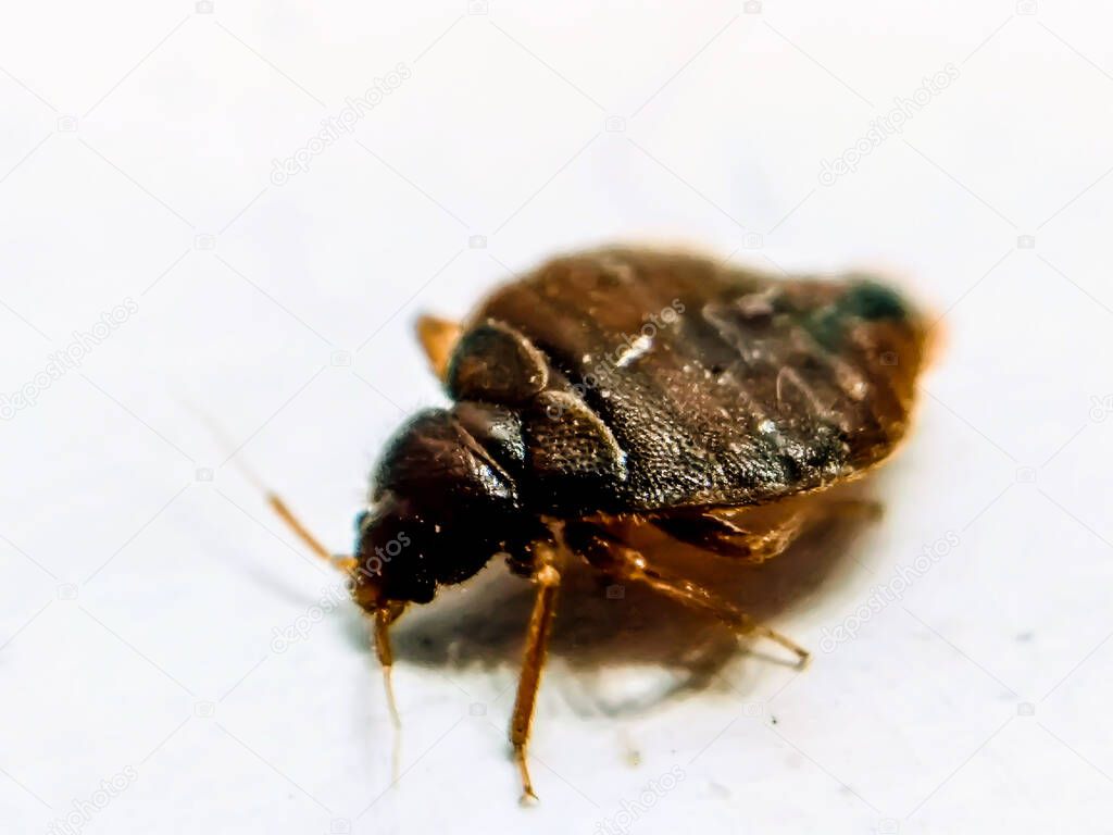 A picture of bedbug with blur background