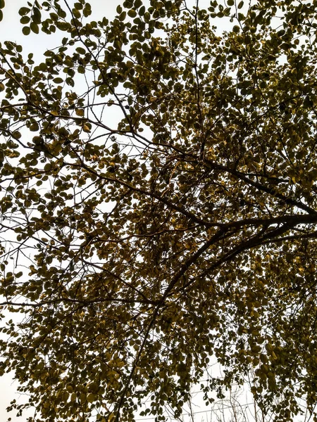 Ein Bild Von Blättern — Stockfoto