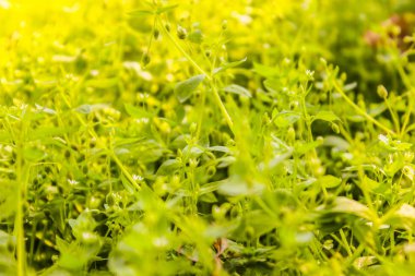 Yeşil çimen bir resim