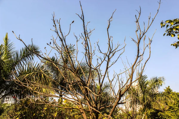 Ein Bild Von Trockenem Baum — Stockfoto