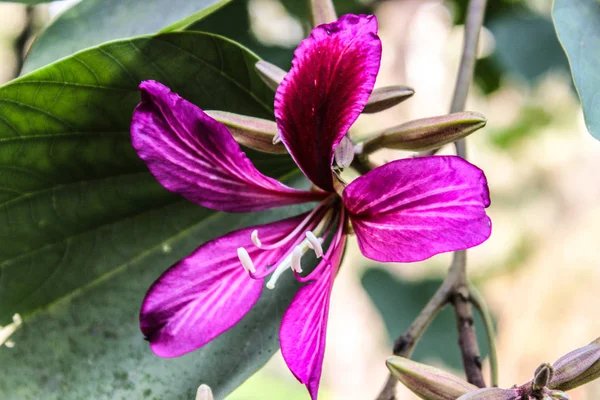 Een Foto Van Bloem — Stockfoto