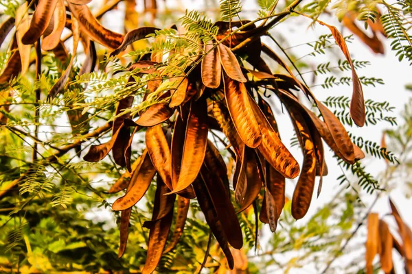 Ein Bild Der Früchte Mit Blättern — Stockfoto