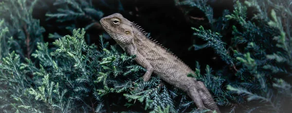 Une Photo Lézard — Photo