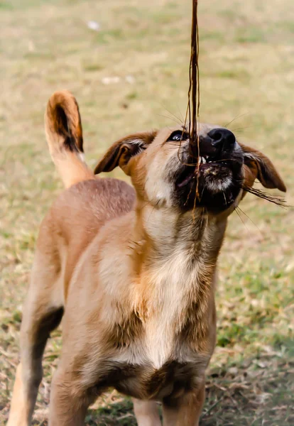 Sebuah Gambar Anjing — Stok Foto