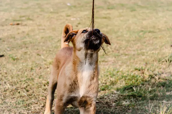 Sebuah Gambar Anjing — Stok Foto