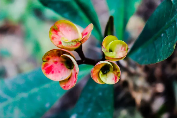 Una Imagen Flores Con Fondo Borroso — Foto de Stock