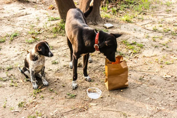 Фотографія Собаки Їсть Їжу Саду — стокове фото