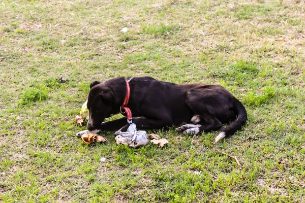 Фотографія Собаки Їсть Їжу Саду — стокове фото