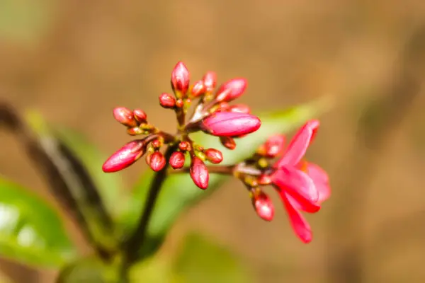 Bulanık Lık Arka Planı Olan Çiçeklerin Resmi — Stok fotoğraf