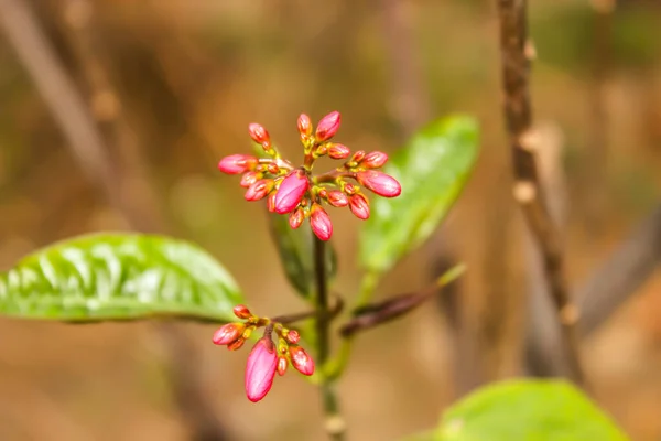 Uma Imagem Flores Com Fundo Desfocado — Fotografia de Stock