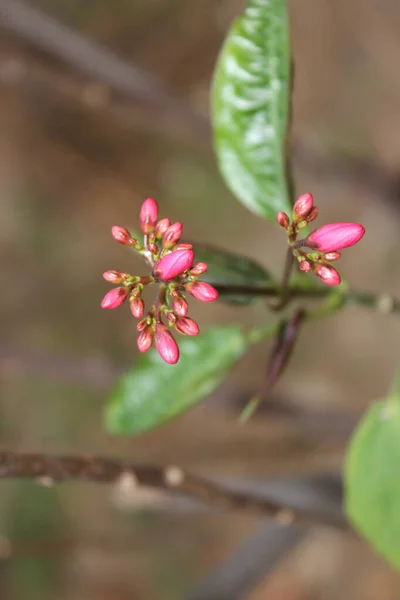 Una Foto Flores — Foto de Stock