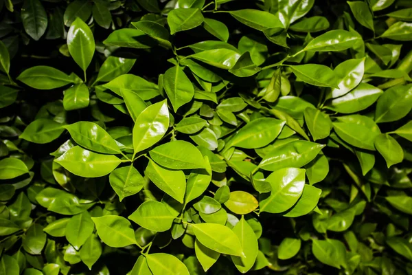 Ein Bild Von Blättern — Stockfoto