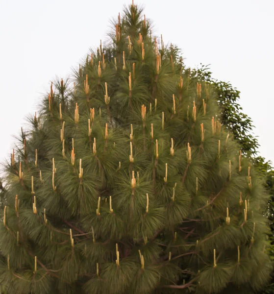 Een Schilderstuk Van Kerst Boom — Stockfoto