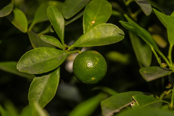 Picture Green Lemons — Stock Photo, Image