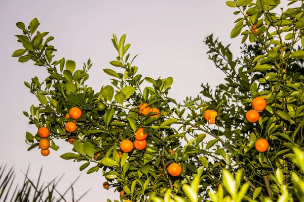 Picture Orange Leafs — Stock Photo, Image