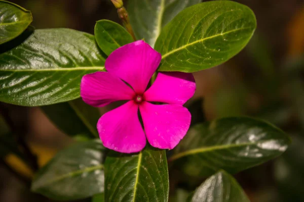 Een Foto Van Bloemen — Stockfoto