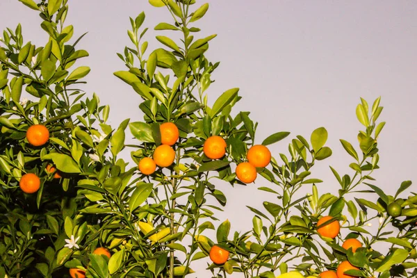 Picture Orange Leafs — Stock Photo, Image