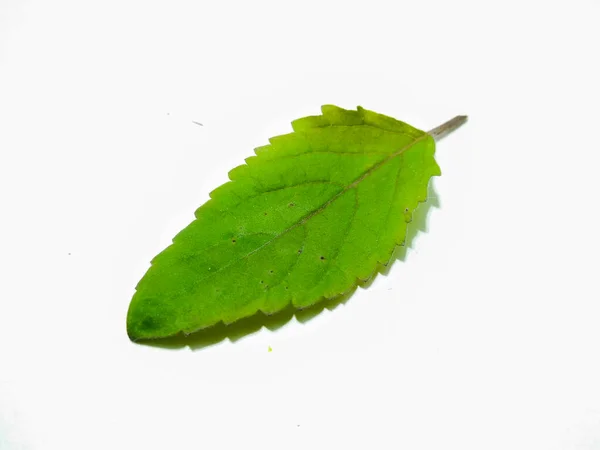 Picture Basil Leafs — Stock Photo, Image