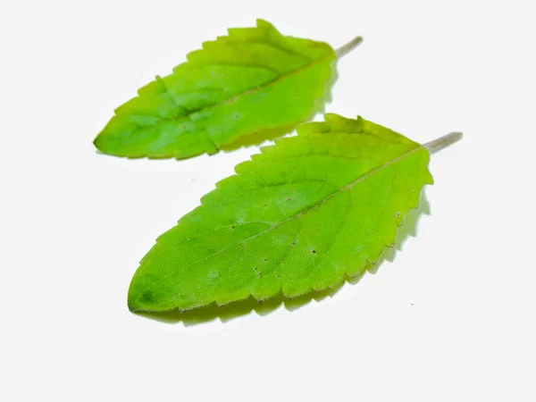 Picture Basil Leafs — Stock Photo, Image