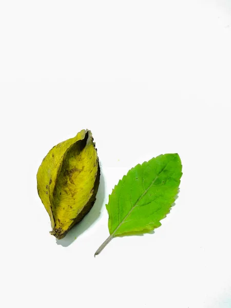 Picture Carambola Leafs — Stock Photo, Image