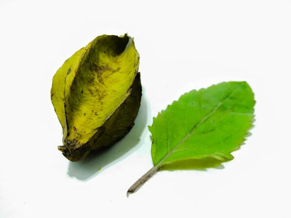 葉を持つカランボラの写真 — ストック写真