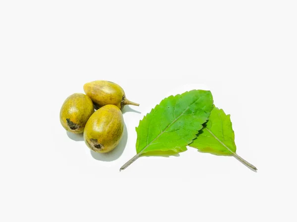 Picture Plums Leafs — Stock Photo, Image