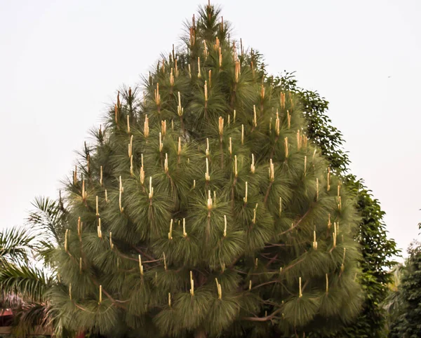 Een Schilderstuk Van Kerst Boom — Stockfoto