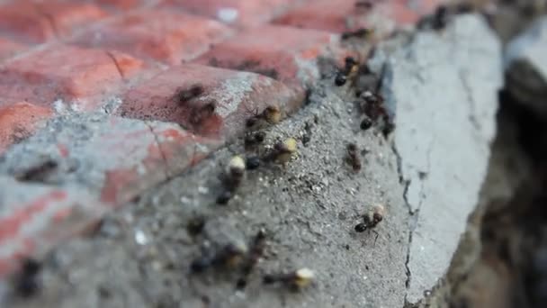 Hormigas Negras — Vídeo de stock