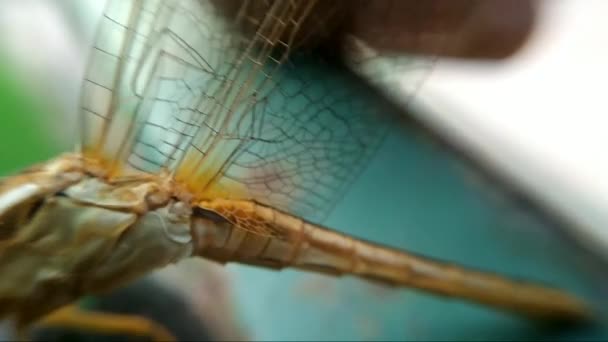 Une vidéo de libellule en HD 
