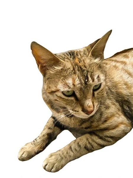 Kedi Resmi — Stok fotoğraf