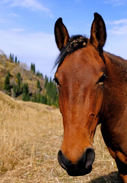 Funny portrait of a horse with protruding ears and thorns on his head on the mountain pasture in autumn season