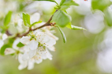 Spring flowers. Close up of white blossoms. Pastel color springtime background with copy space