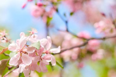 Spring flowers. Close up of pink blossoms against a bright, blue sky with clouds. Pastel color springtime background with copy space