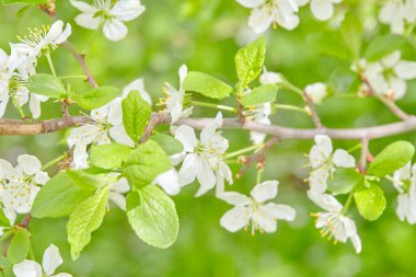 Spring flowers. Close up of white blossoms. Pastel color springtime background with copy space