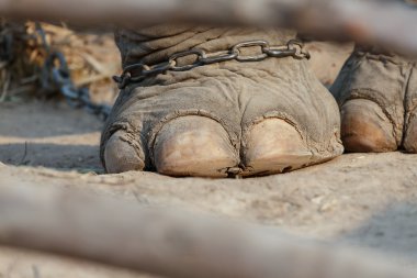 Elephants foot bound by chains. Foot is a large nail and strengt clipart