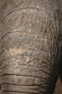 Güzel arka plan, fil burun, doku derileri gövde. 