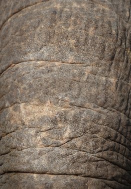 Güzel arka plan, fil burun, doku derileri gövde. SK