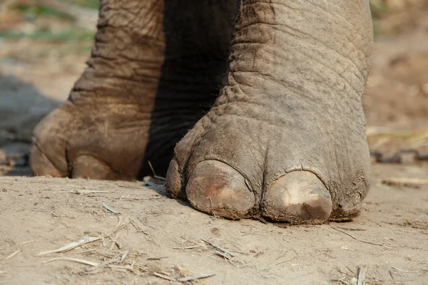 Elefantenfuß aus nächster Nähe. Fuß ist ein großer Nagel und Stärke. — Stockfoto