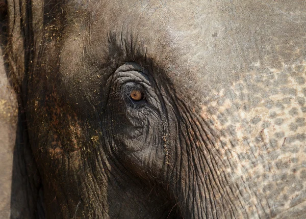 Belo olho de elefante. Ásia Elefante, Olhos do grande transmite algum sentido . — Fotografia de Stock