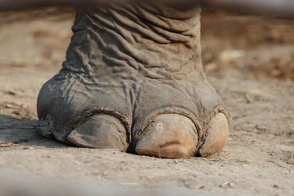 Gros plan Pied d'éléphants. Pied est un grand clou et la force . — Photo