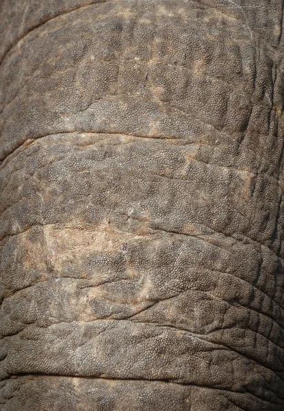 Güzel arka plan, fil burun, doku derileri gövde. SK