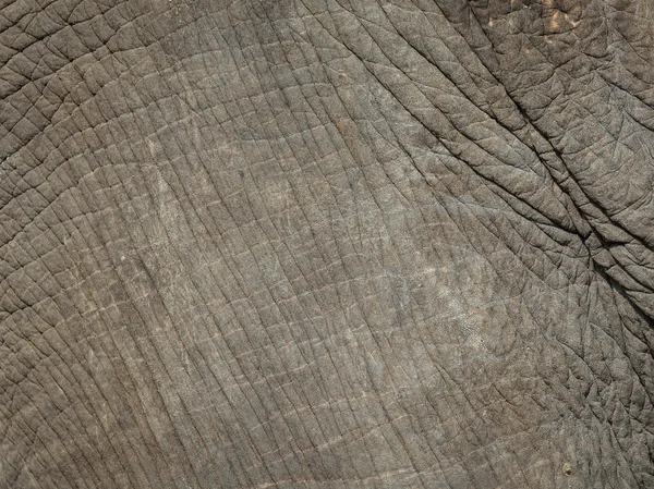 Background, texture Elephant skin with rough and rugged. — Stock Photo, Image