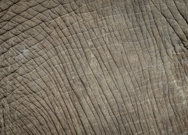 Hintergrund, Textur Elefantenhaut mit rauen und robusten. — Stockfoto